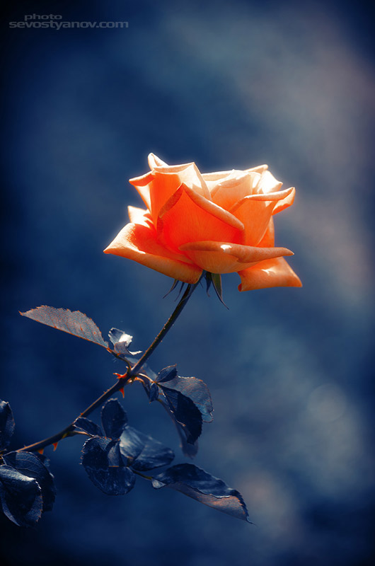 Rose Flower Poster