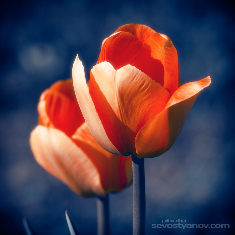 Tulips Flowers Inerior Photo