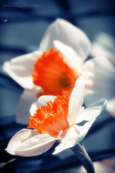 Narcissuses Art Photo