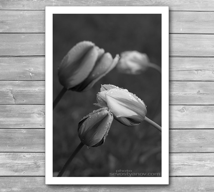 Four Flowers Photoart Print