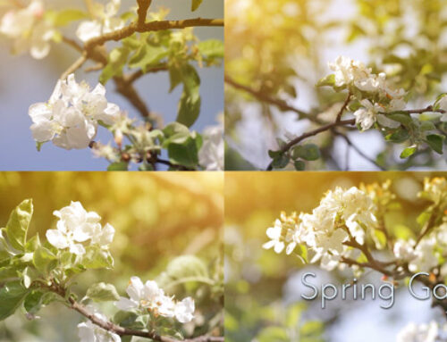 Blooming Spring Garden Footages