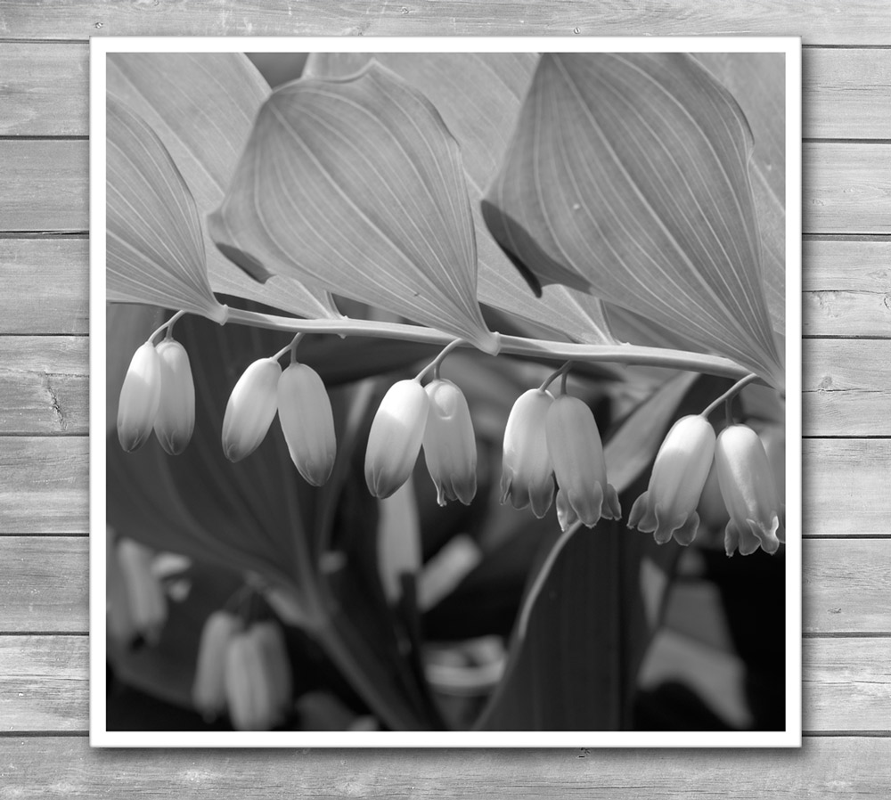 White Flower Photo Print