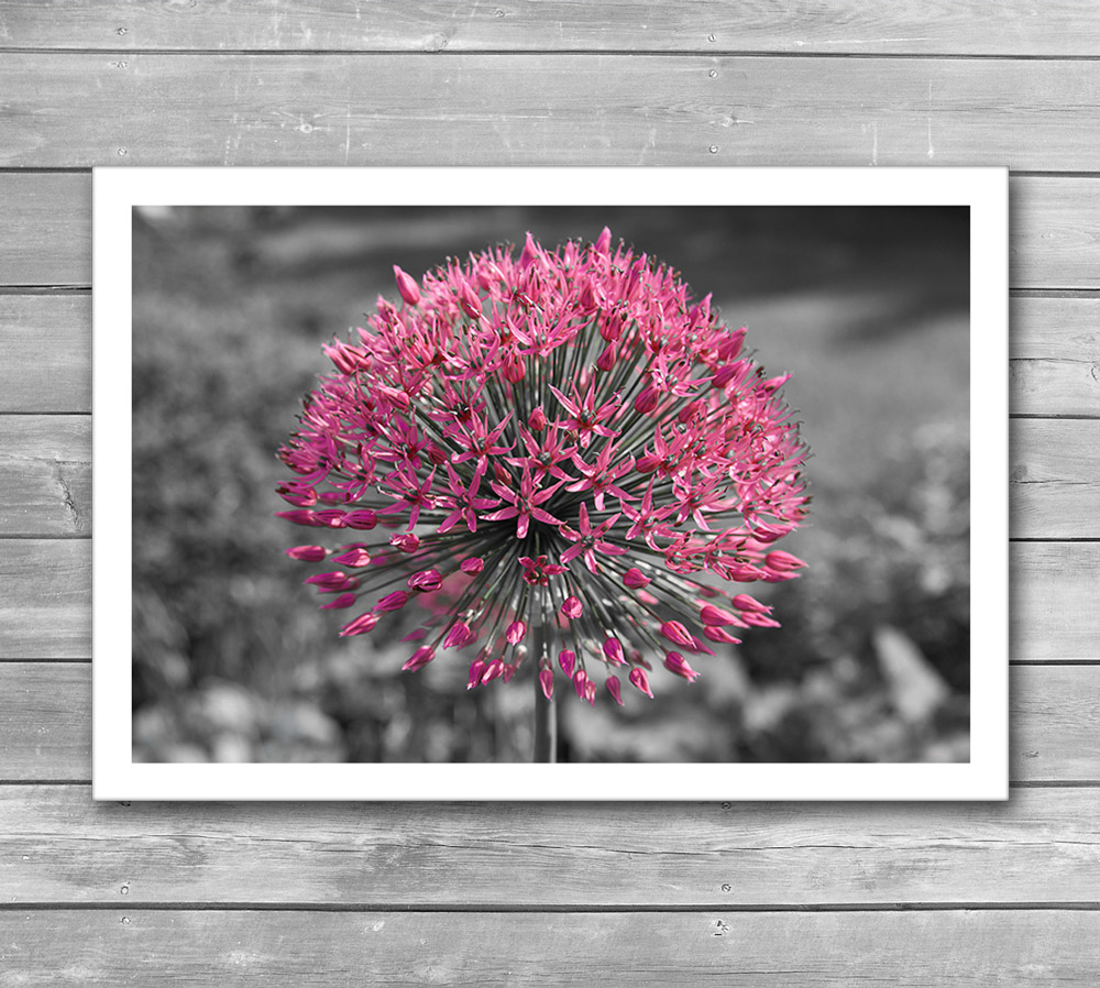 Pink Flower Photo Poster