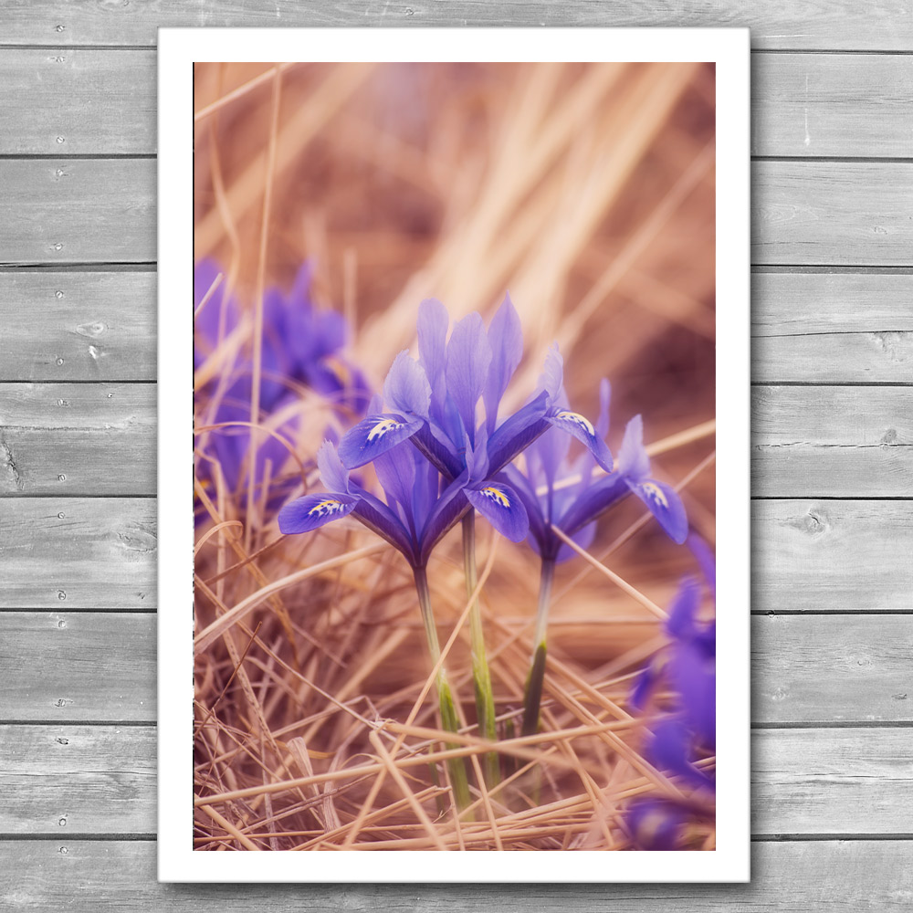 Small Iris Photo Print