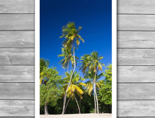 Coconut Palms on Tropical Island