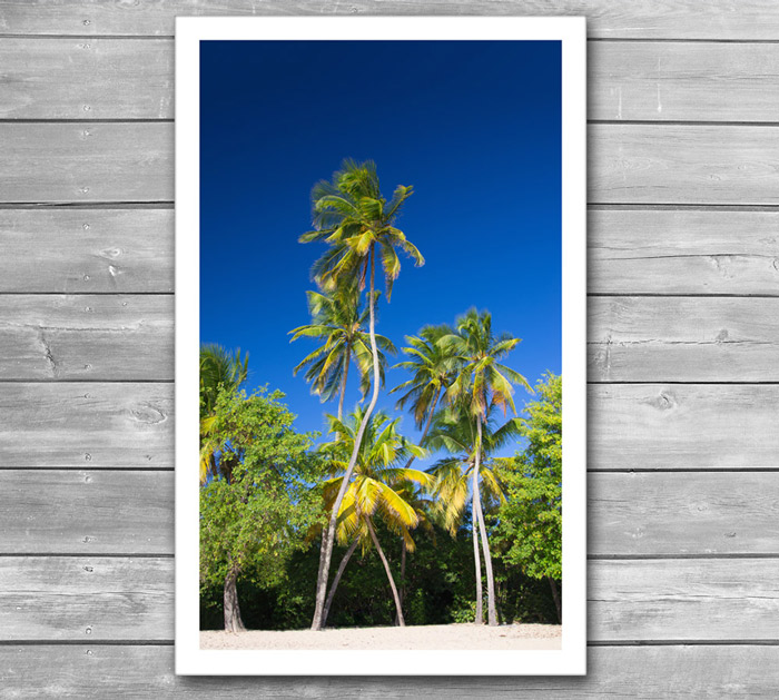 Coconut Palms on Tropical Island