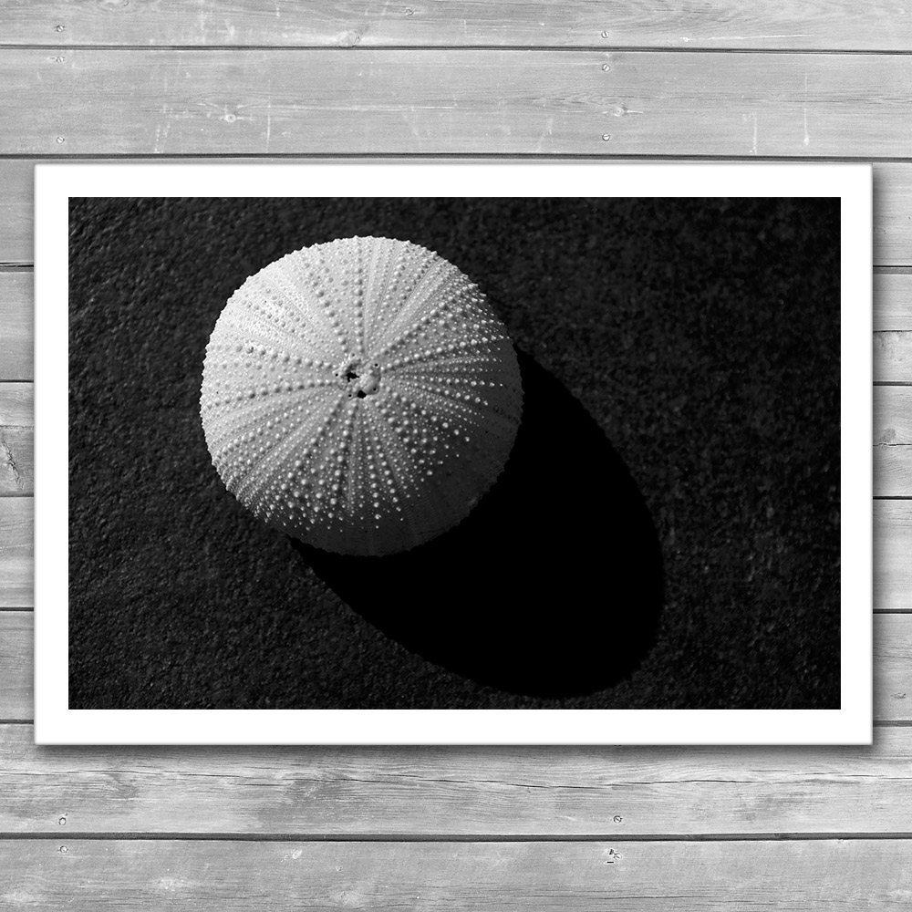Seashell Photo Print